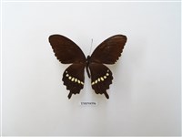 藏品(玉帶鳳蝶)的圖片